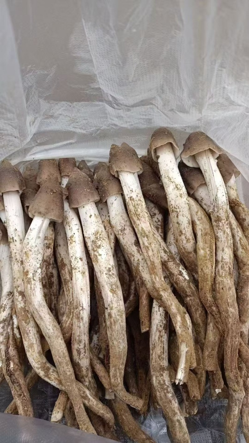 云南丽江野生鸡枞菌