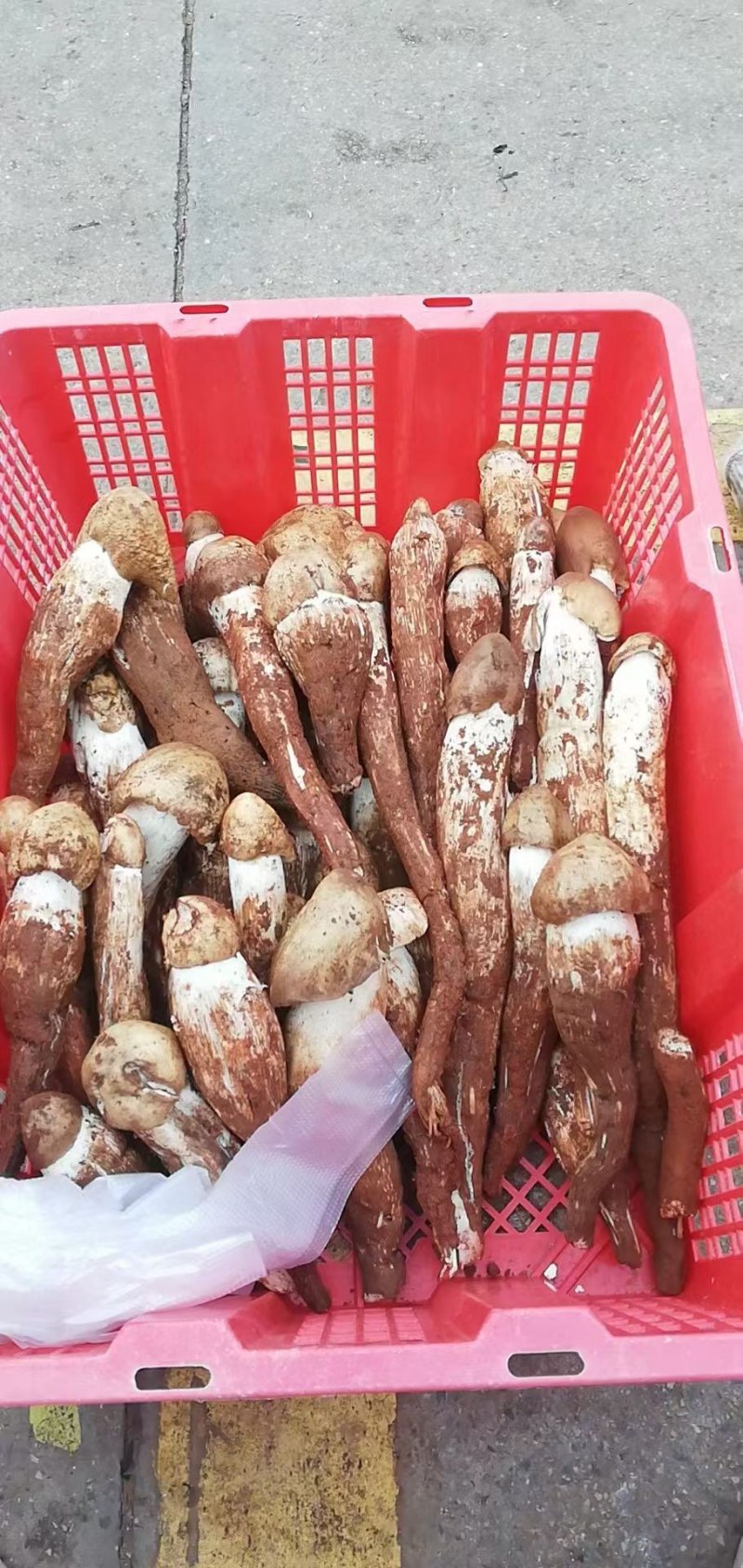 云南丽江野生鸡枞菌