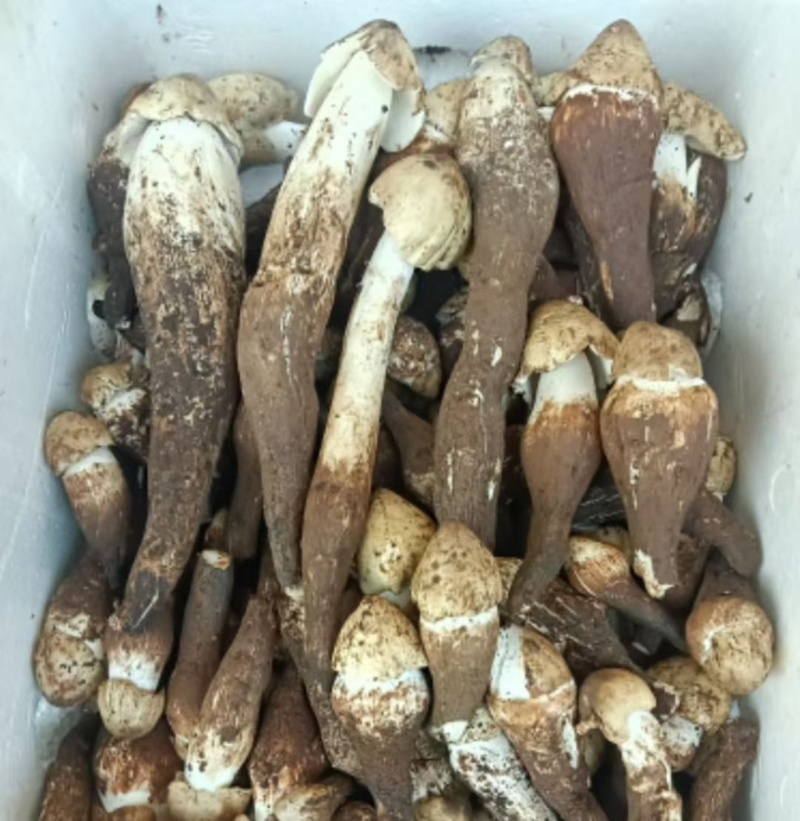 云南丽江野生鸡枞菌