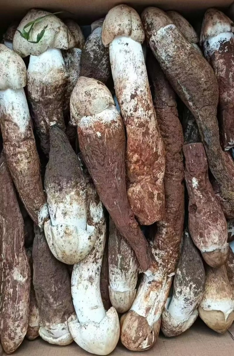 云南丽江野生鸡枞菌