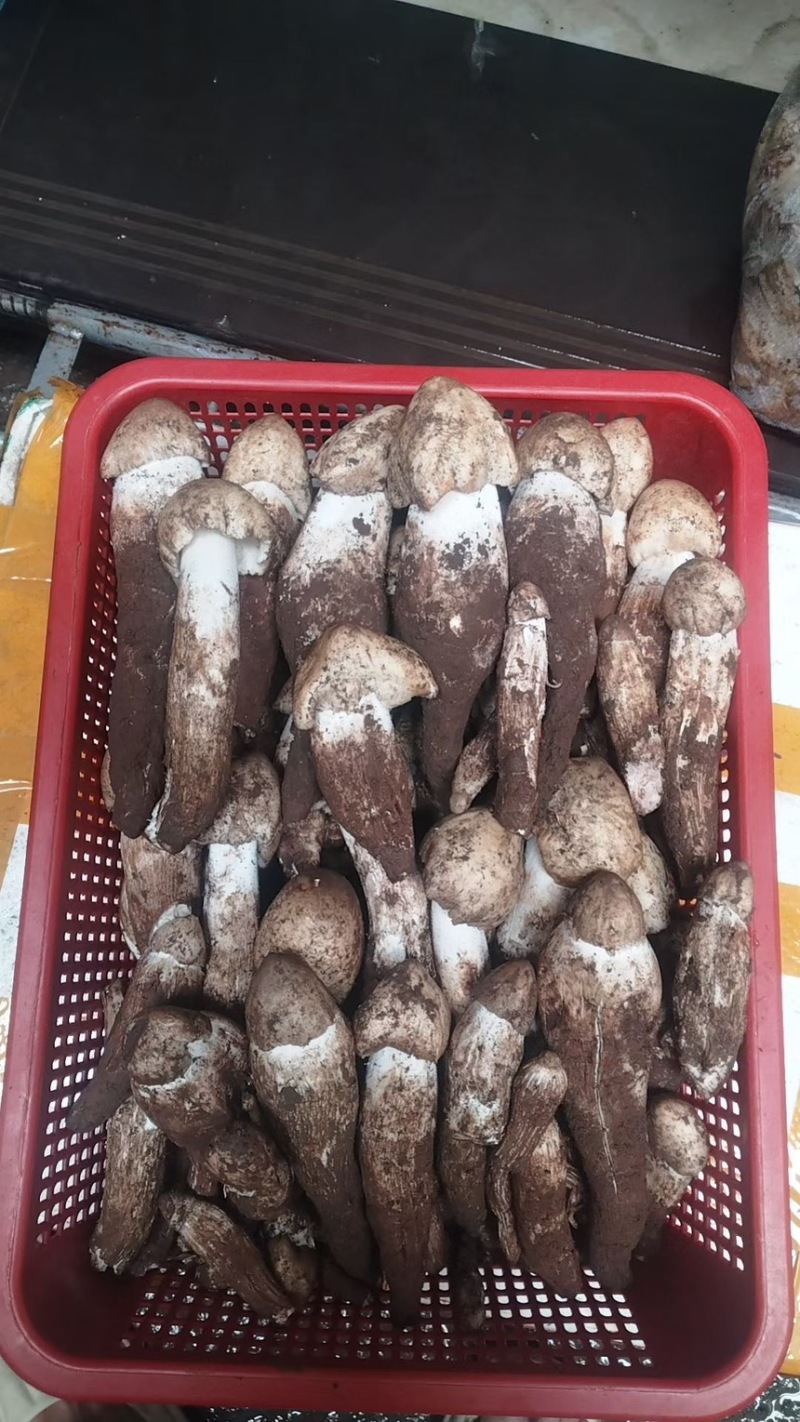 云南丽江野生鸡枞菌