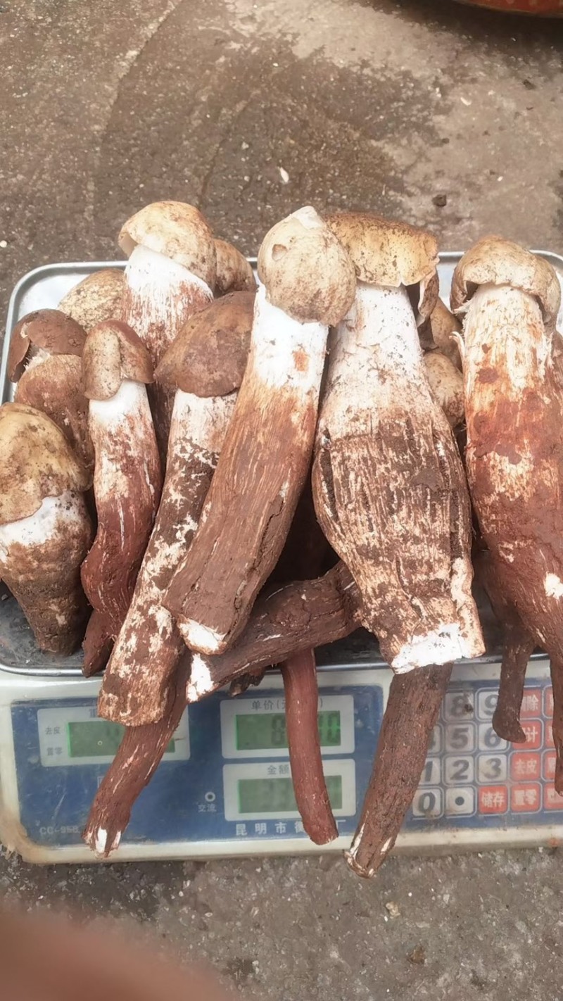 云南丽江野生鸡枞菌