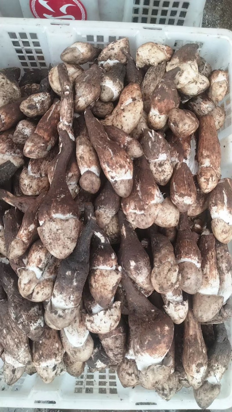 云南丽江野生鸡枞菌