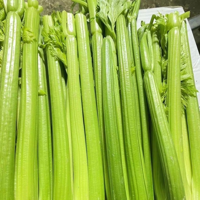 精品西芹大颗中颗各种规格大量上市产地直发