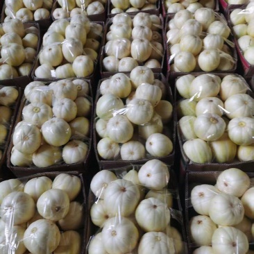 青县巴盟甜瓜大量供应