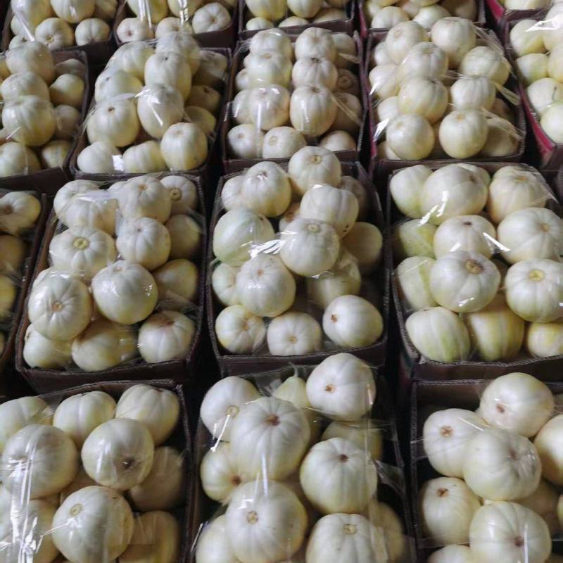 青县巴盟甜瓜大量供应