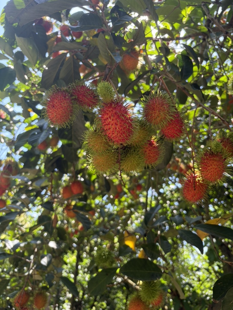 海南省保亭县7号红毛丹大量供应，对接全国客商新鲜发货