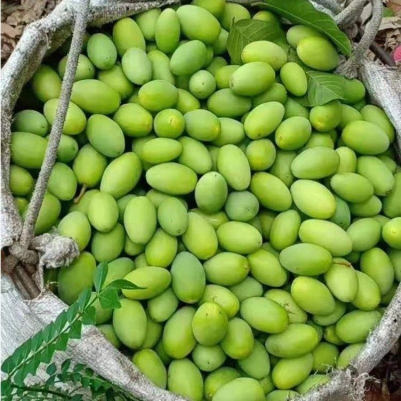 新橄榄新鲜青橄榄生橄榄果青果批发量大管够