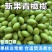 新橄榄新鲜青橄榄生橄榄果青果批发量大管够