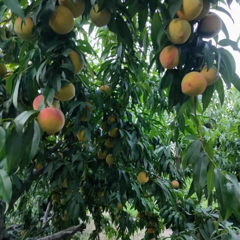 砀山黄桃83黄桃供应罐头厂加工厂市场