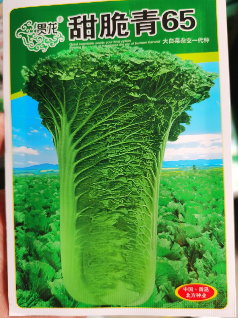 甜脆青65甜翠青青麻叶类型白菜绍菜