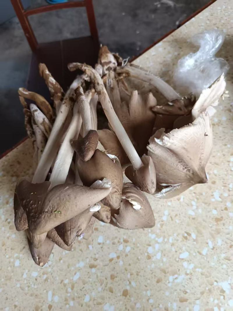 纯野生鸡枞菌