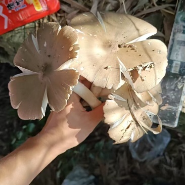 纯野生鸡枞菌