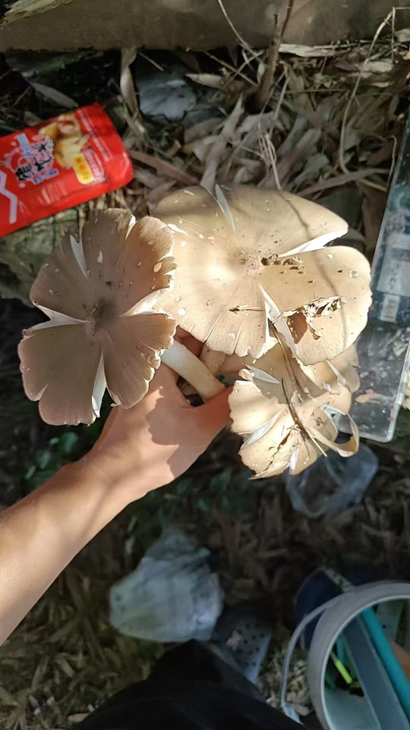 纯野生鸡枞菌