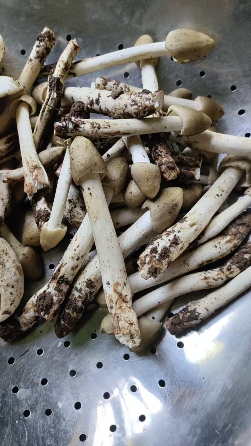 纯野生鸡枞菌