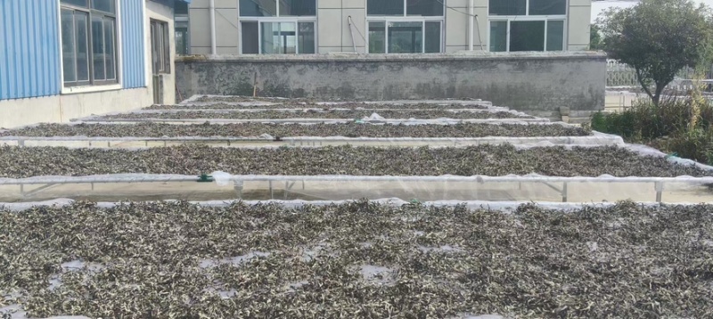 精品木耳丝，基地直供，货源充足，量大价格可议