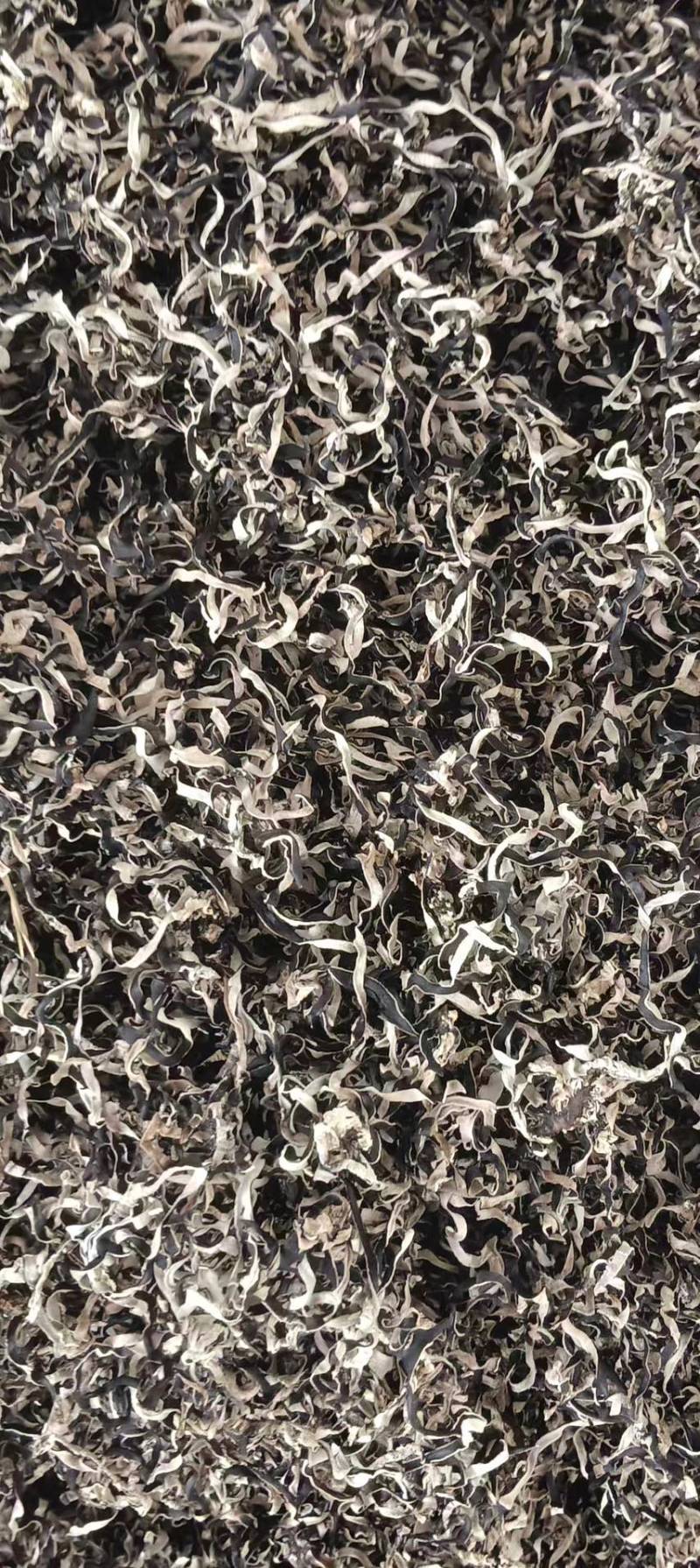 精品木耳丝，基地直供，货源充足，量大价格可议