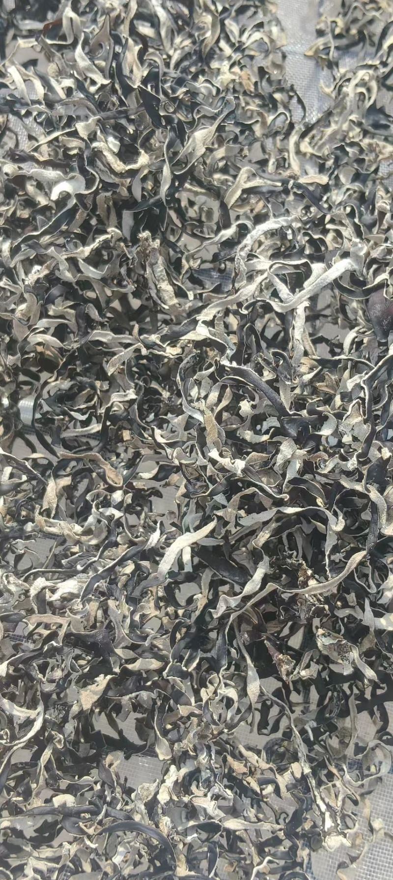 精品木耳丝，基地直供，货源充足，量大价格可议