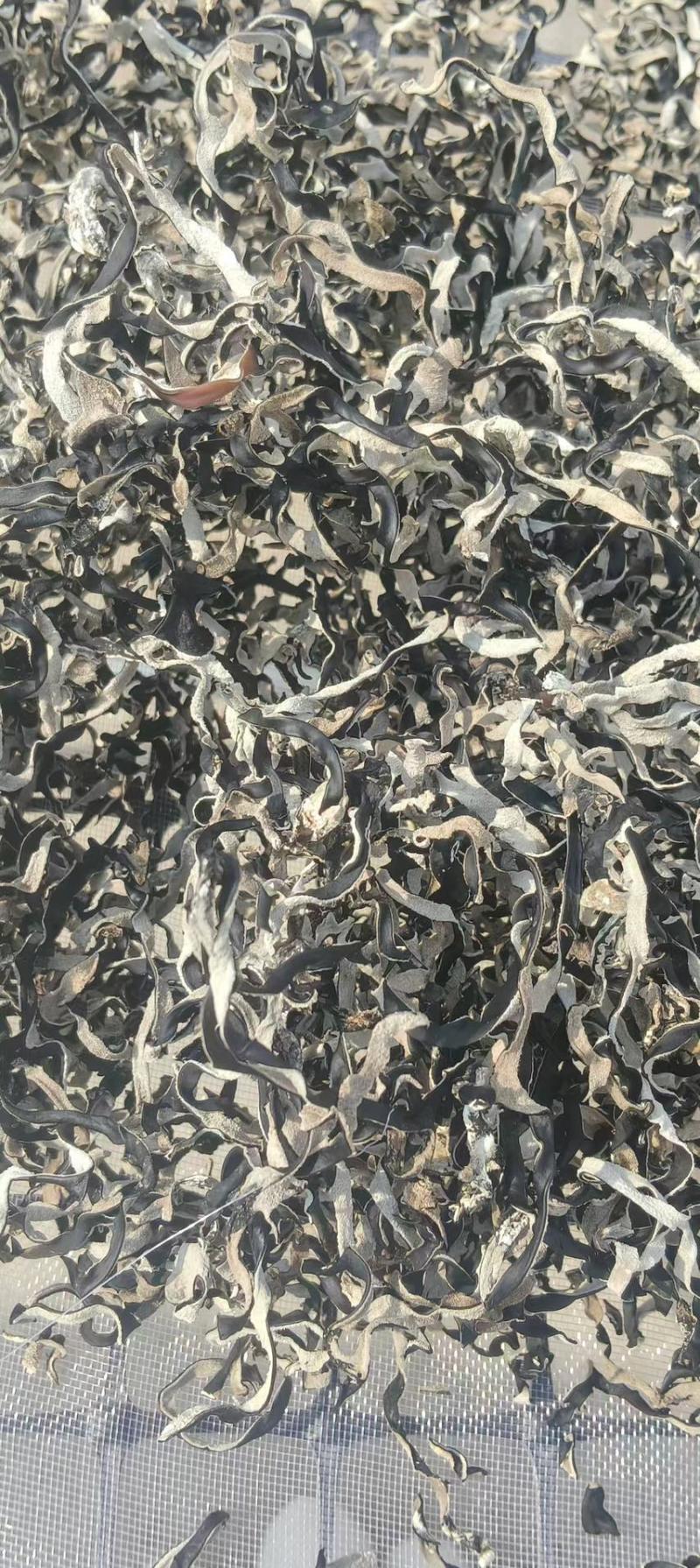 精品木耳丝，基地直供，货源充足，量大价格可议