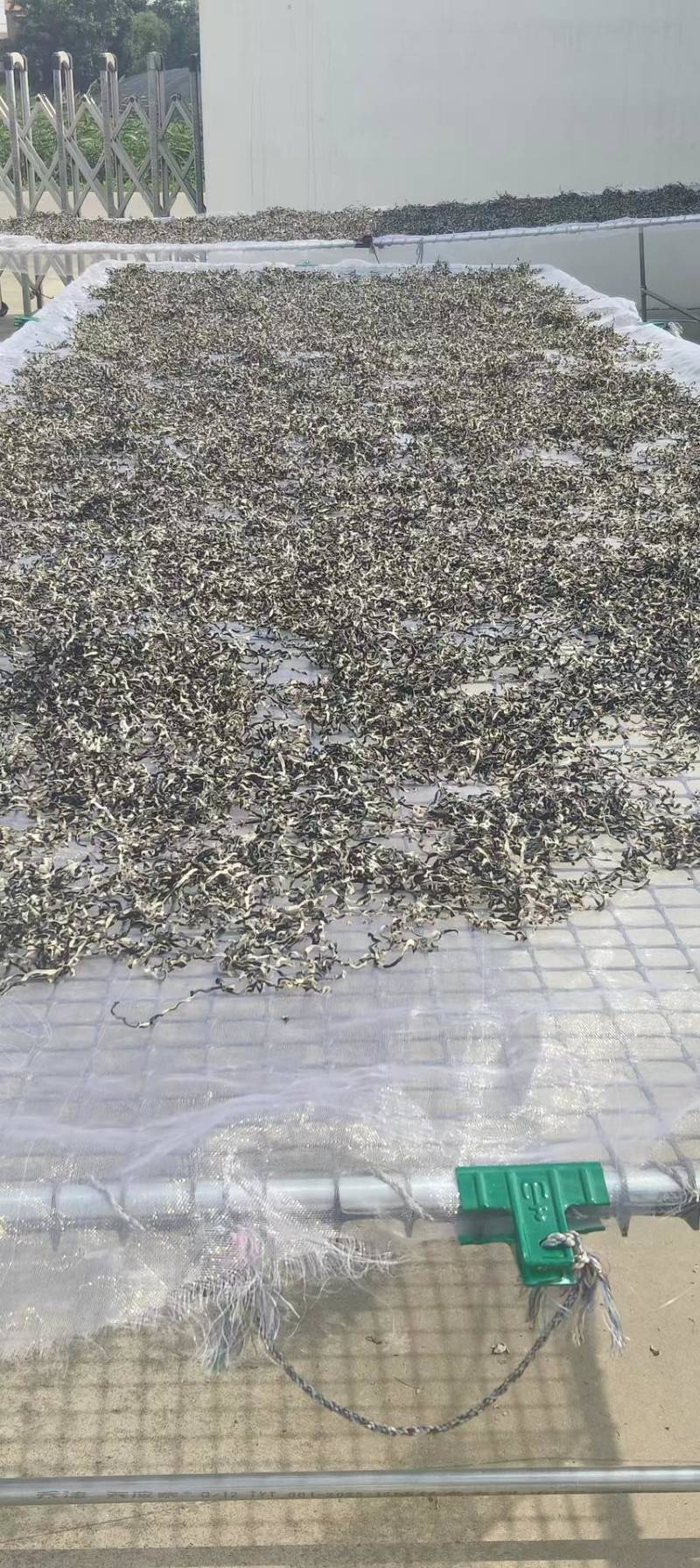 精品木耳丝，基地直供，货源充足，量大价格可议