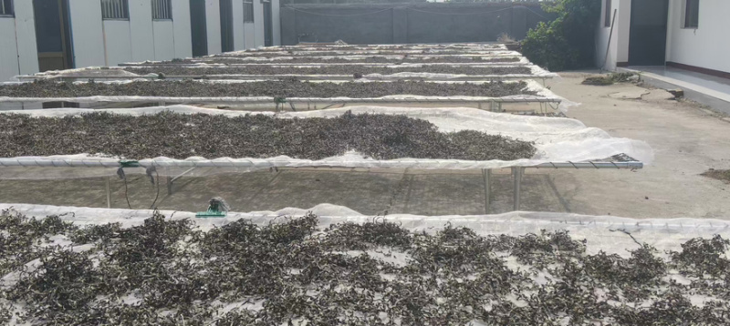 精品木耳丝，基地直供，货源充足，量大价格可议