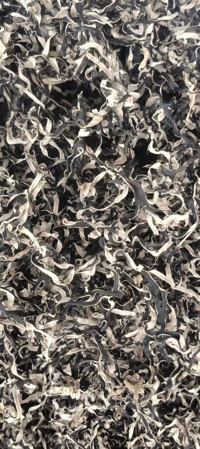 精品木耳丝，基地直供，货源充足，量大价格可议