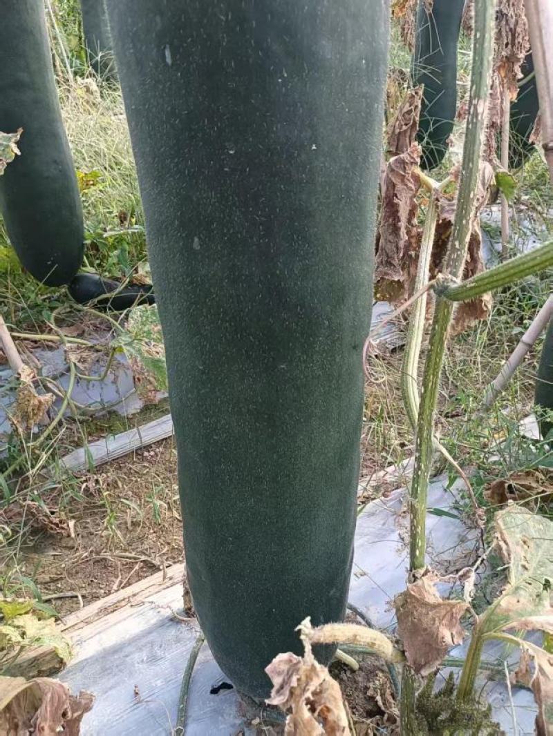 贵州安顺精品冬瓜质量杠杠的，欢迎有需要的老板大量订购