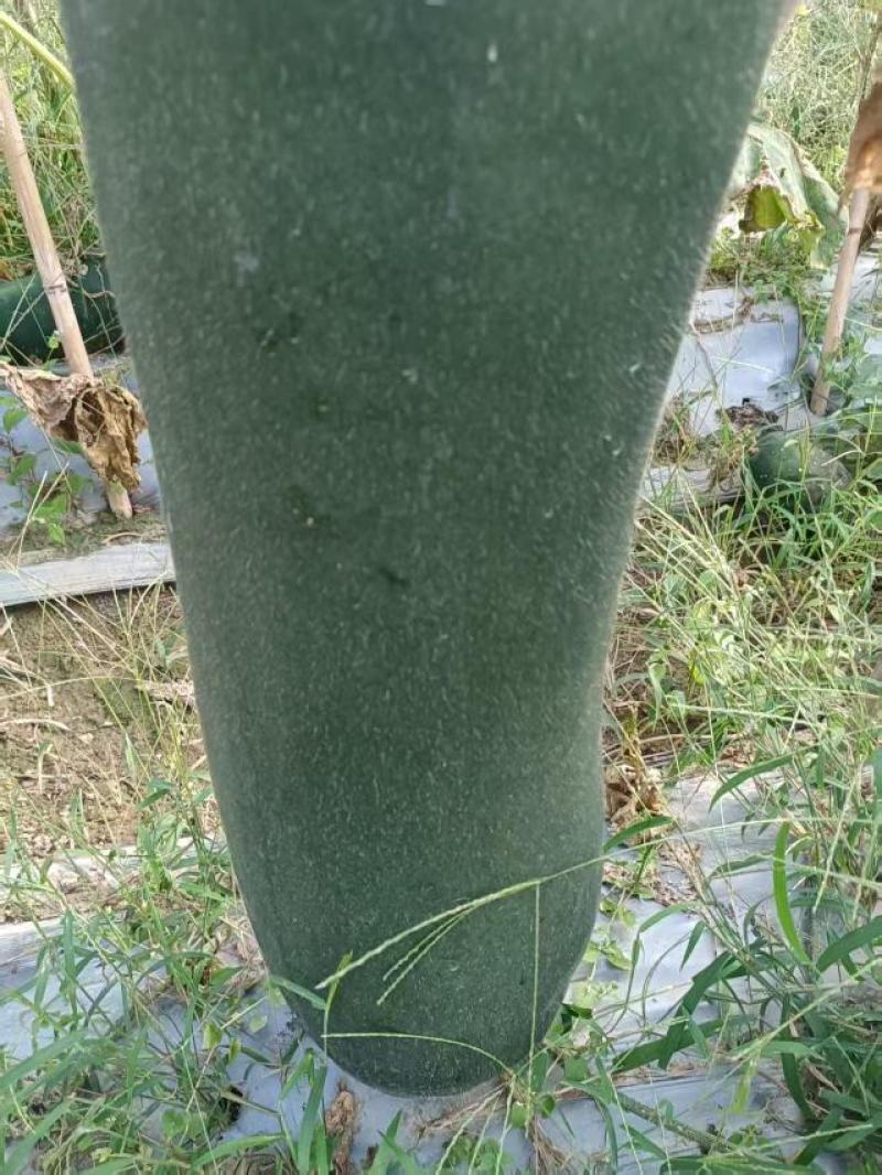 贵州安顺精品冬瓜质量杠杠的，欢迎有需要的老板大量订购
