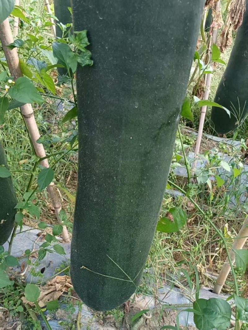 贵州安顺精品冬瓜质量杠杠的，欢迎有需要的老板大量订购
