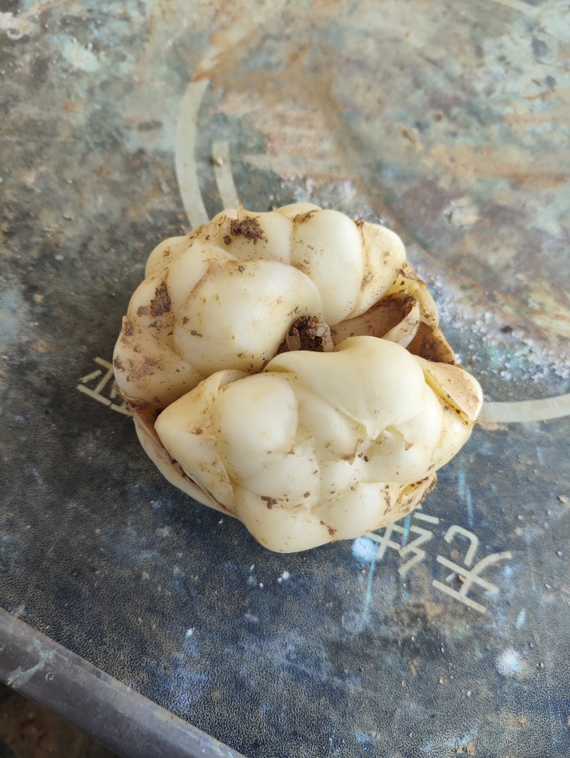 湖南新鲜百合菜百合肉质厚实食用不苦口感粉糯产地直销包邮
