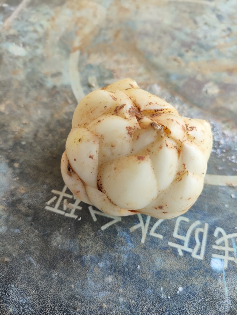 湖南新鲜百合菜百合肉质厚实食用不苦口感粉糯产地直销包邮