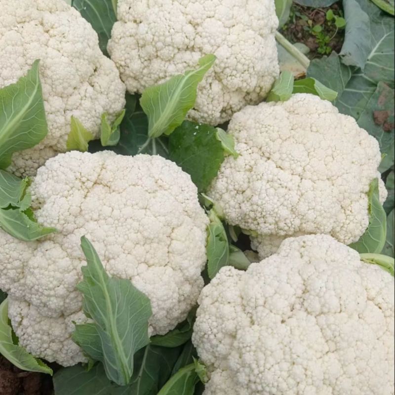 精品松花菜产地直发大量供应电商市场超市
