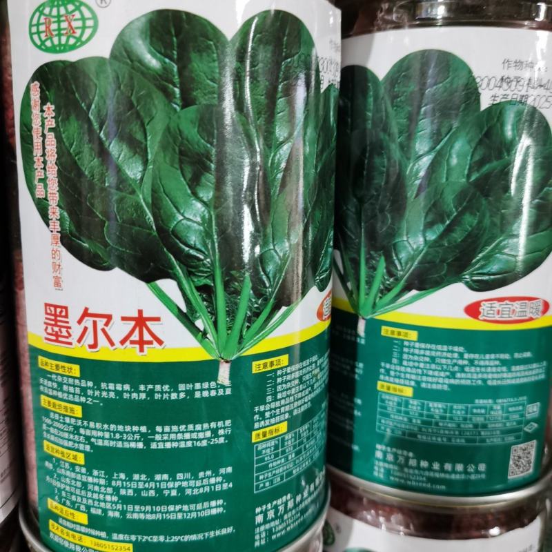 墨本尔墨地趴墨西科菠菜种子深绿光亮抗寒耐抽苔
