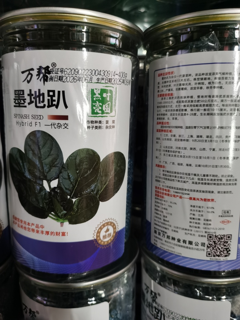 墨本尔墨地趴墨西科菠菜种子深绿光亮抗寒耐抽苔