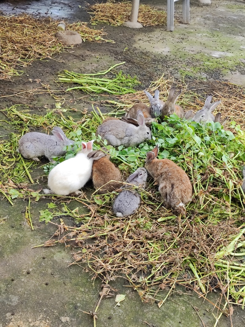 家中散养的兔子。常年吃草，吃青菜。