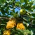 汉中酥脆一号梨子，口感纯甜，产地直销，一条龙服务