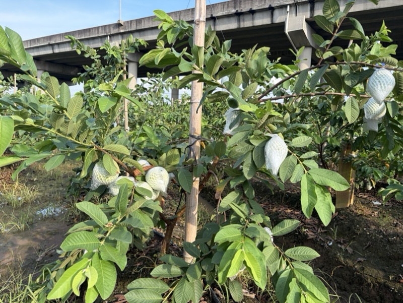 自家果园直发