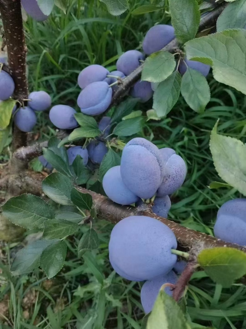 蓝密西梅大量上市了，要找代办的老板看过来，我这里*靠谱