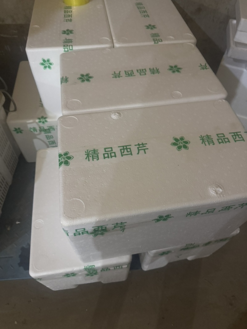 2026新鲜上市西芹，可供商超，市场，基地直发
