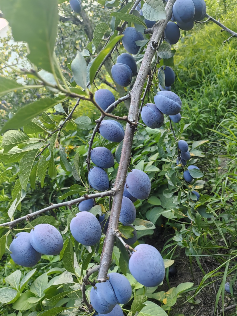 蓝密西梅大量上市了，要找代办的老板看过来，我这里*靠谱