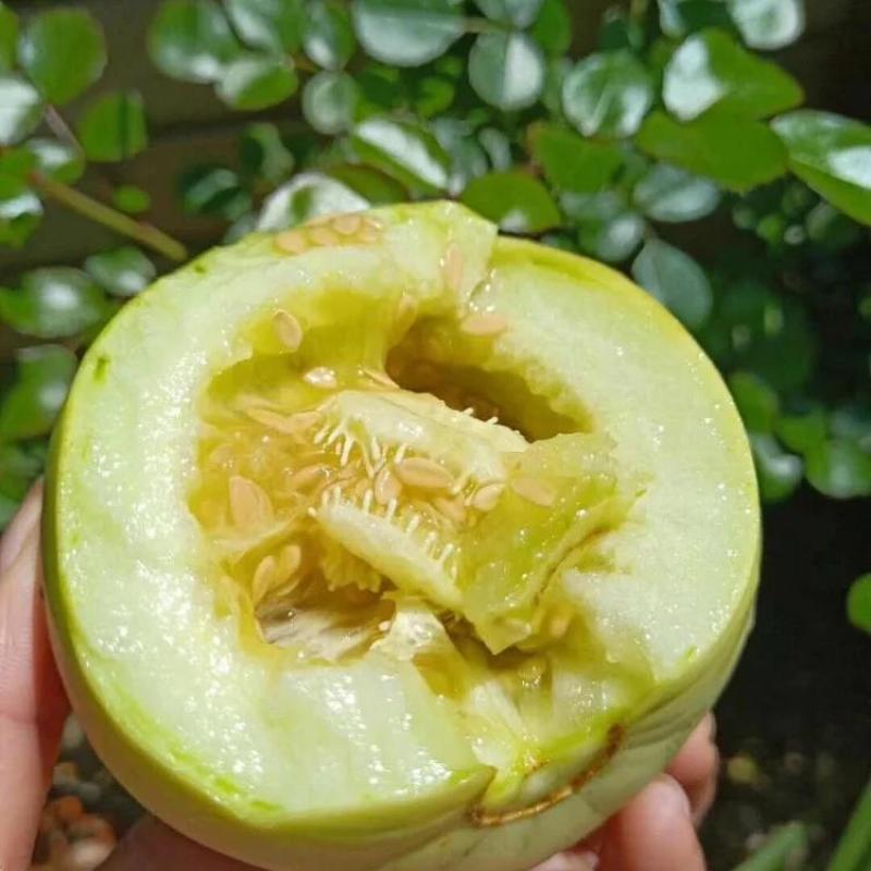 河南鄢陵甜瓜头茬大量上市现货，需要批发档口老板对接电联