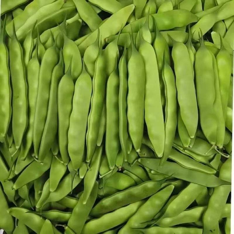 吉林豆角高质量油豆角，蔬菜之乡，产地直发。