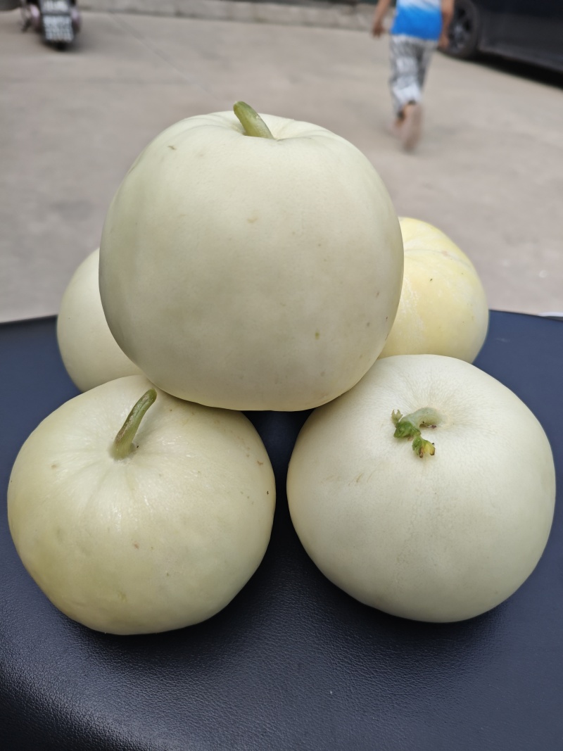 河南鄢陵甜瓜头茬大量上市现货，需要批发档口老板对接电联