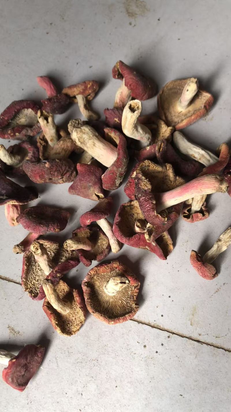 大量现货批发小红菇二红菇3—8公分