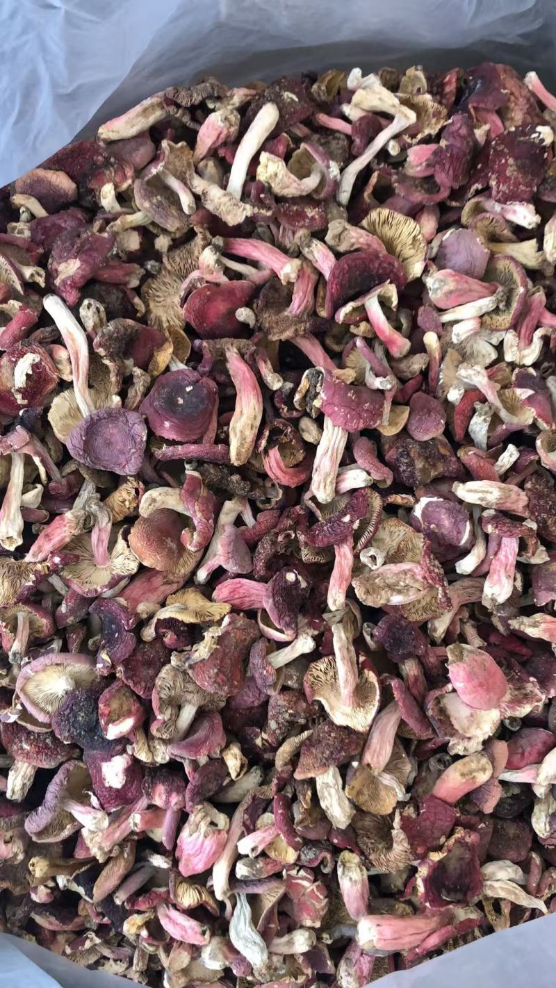 大量现货批发小红菇二红菇3—8公分