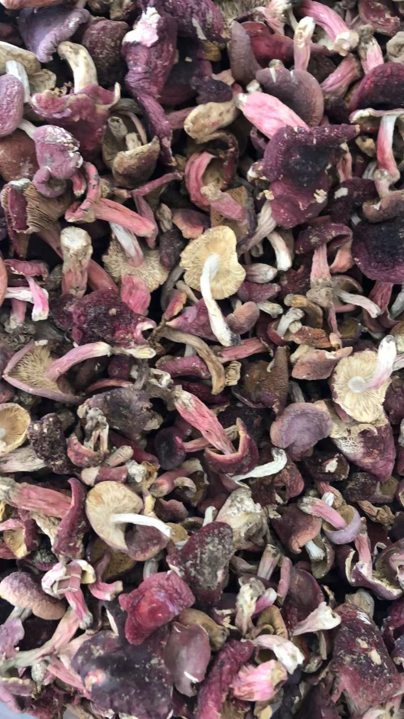 大量现货批发小红菇二红菇3—8公分