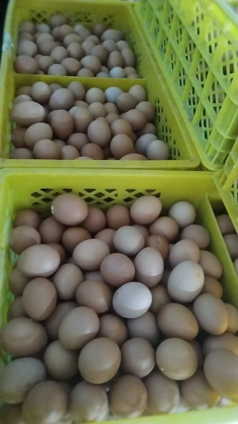 鸡蛋大量现货长期出货