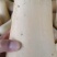 奶油南瓜，瓜型好，老度到位，口感软，糯，甜。是老少皆佳品