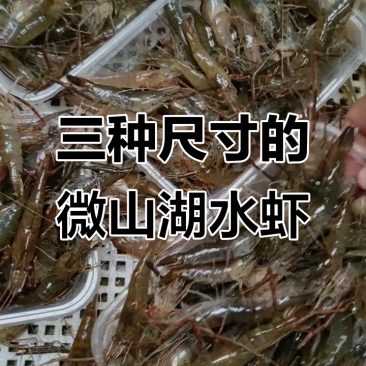 微山湖五节腿大清虾