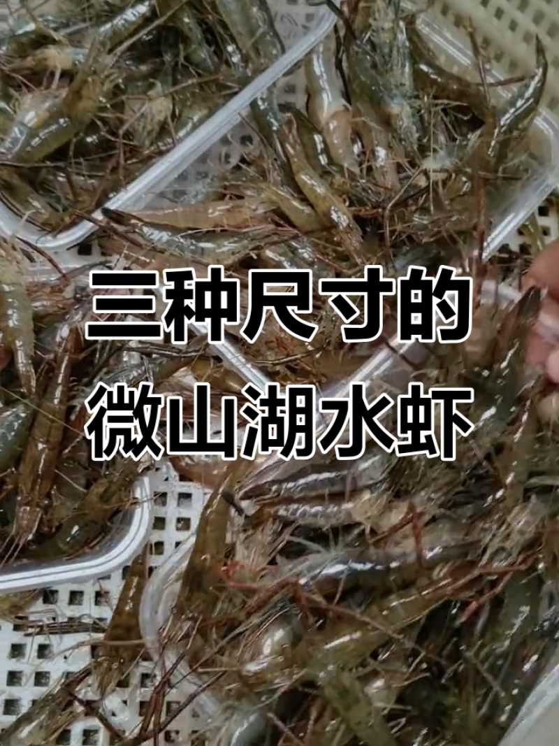 微山湖五节腿大清虾